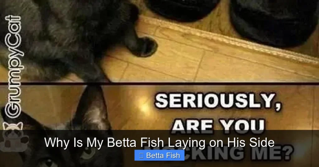 Why Is My Betta Fish Laying on His Side