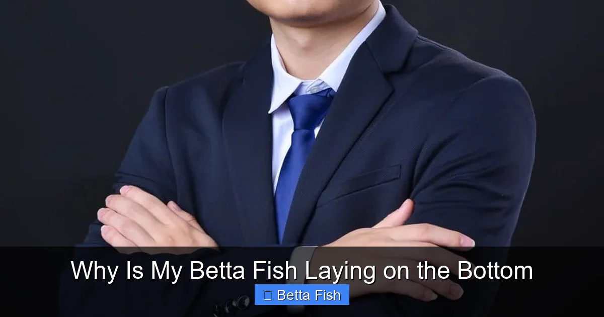 Why Is My Betta Fish Laying on the Bottom