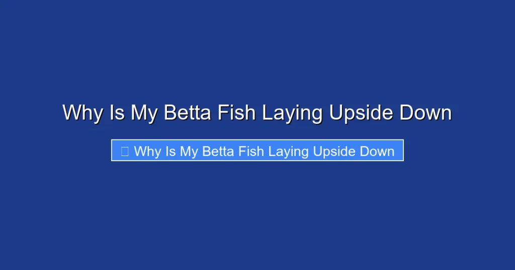 Why Is My Betta Fish Laying Upside Down