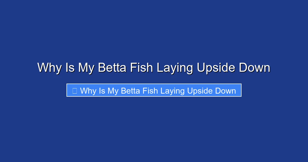 Why Is My Betta Fish Laying Upside Down