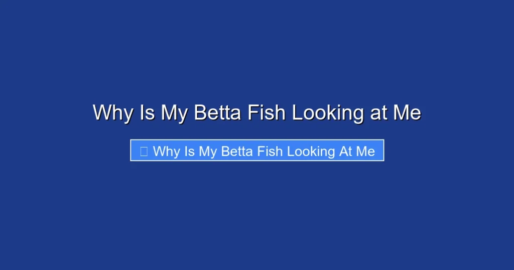 Why Is My Betta Fish Looking at Me