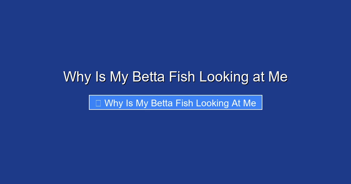 Why Is My Betta Fish Looking at Me