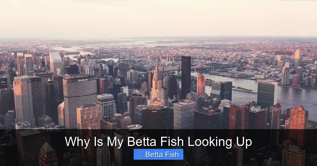 Why Is My Betta Fish Looking Up