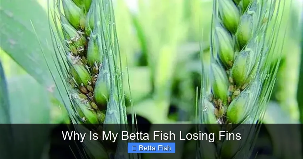 Why Is My Betta Fish Losing Fins