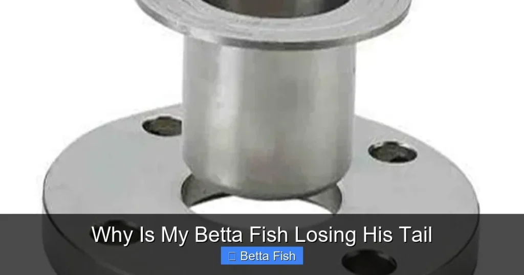Why Is My Betta Fish Losing His Tail
