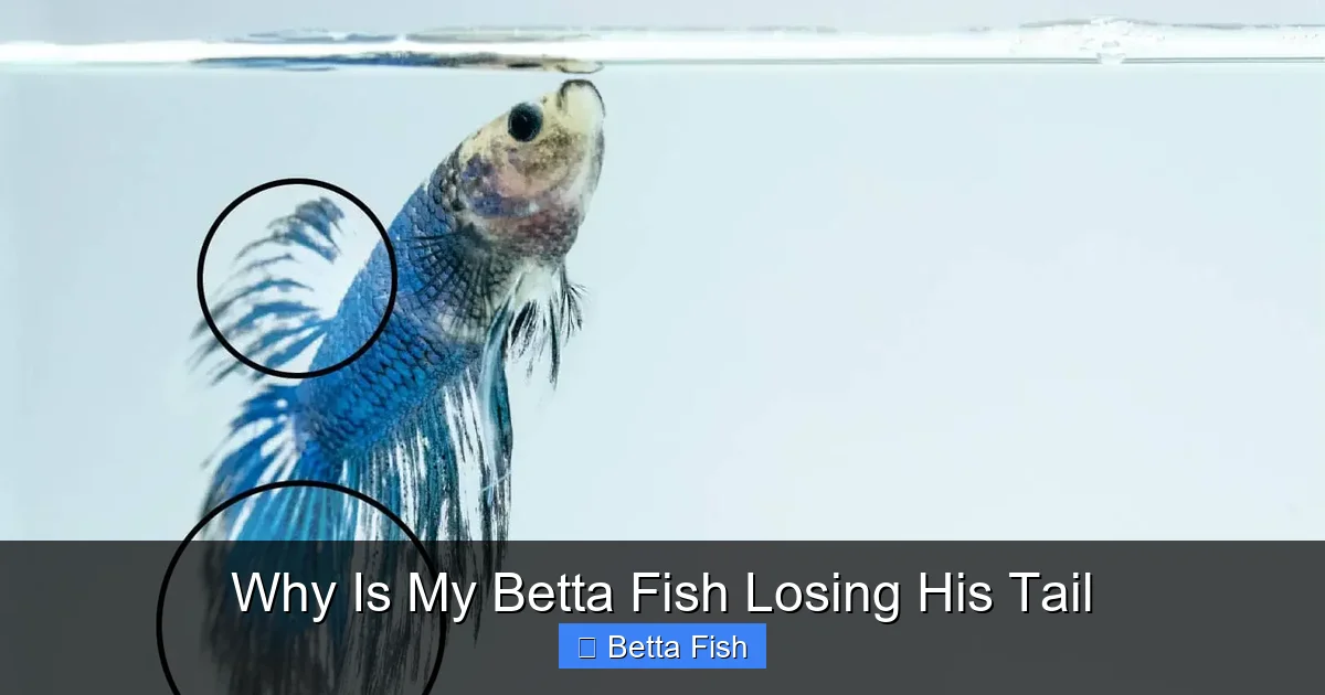 Why Is My Betta Fish Losing His Tail