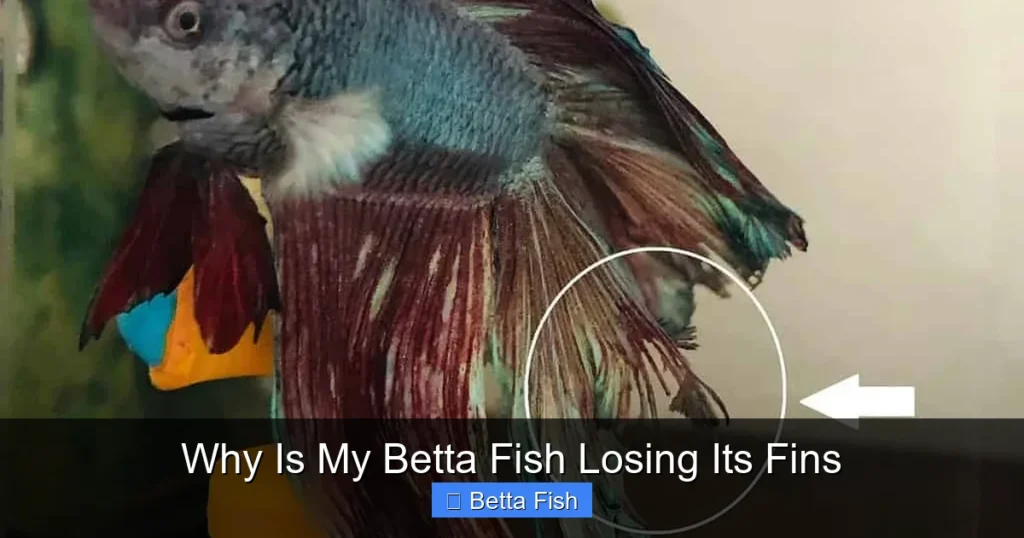 Why Is My Betta Fish Losing Its Fins