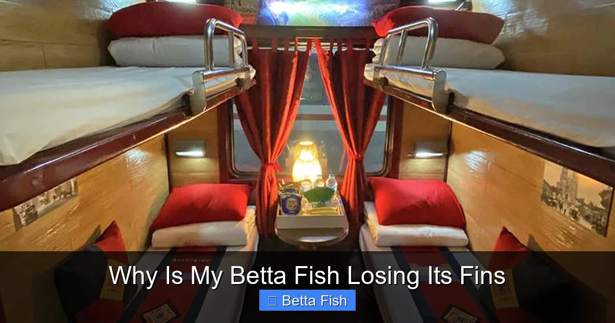 Why Is My Betta Fish Losing Its Fins