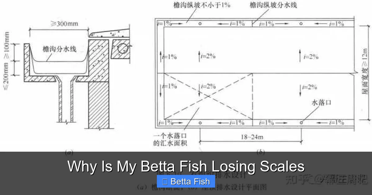 Why Is My Betta Fish Losing Scales