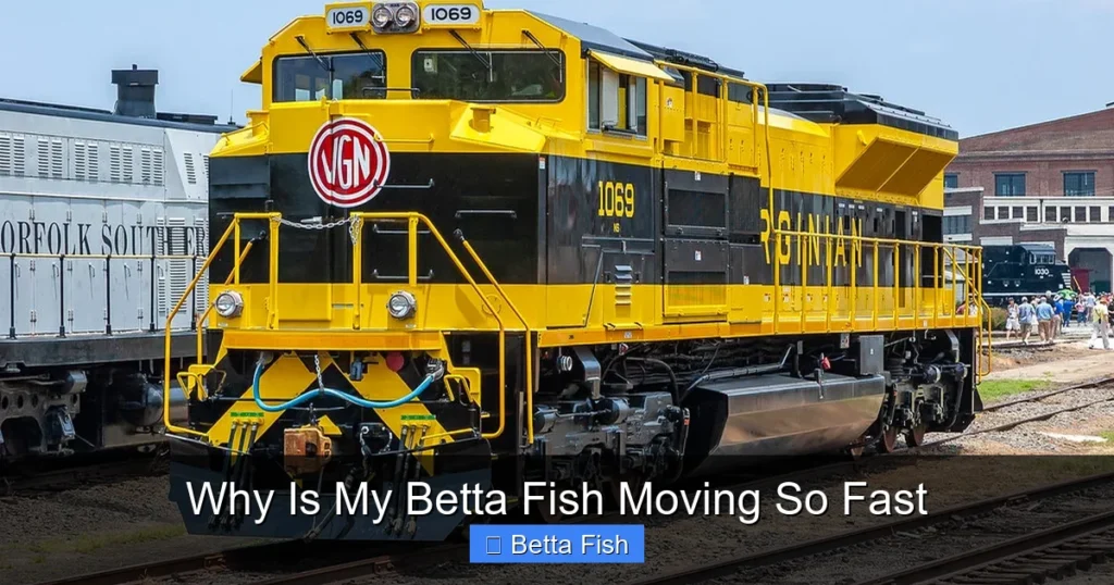 Why Is My Betta Fish Moving So Fast