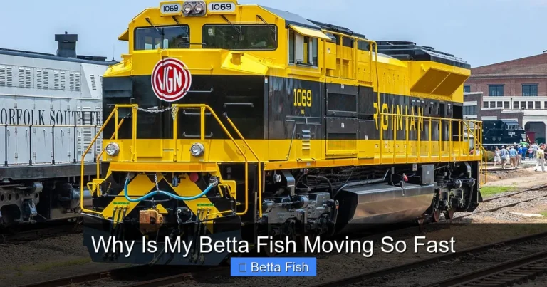 Why Is My Betta Fish Moving So Fast