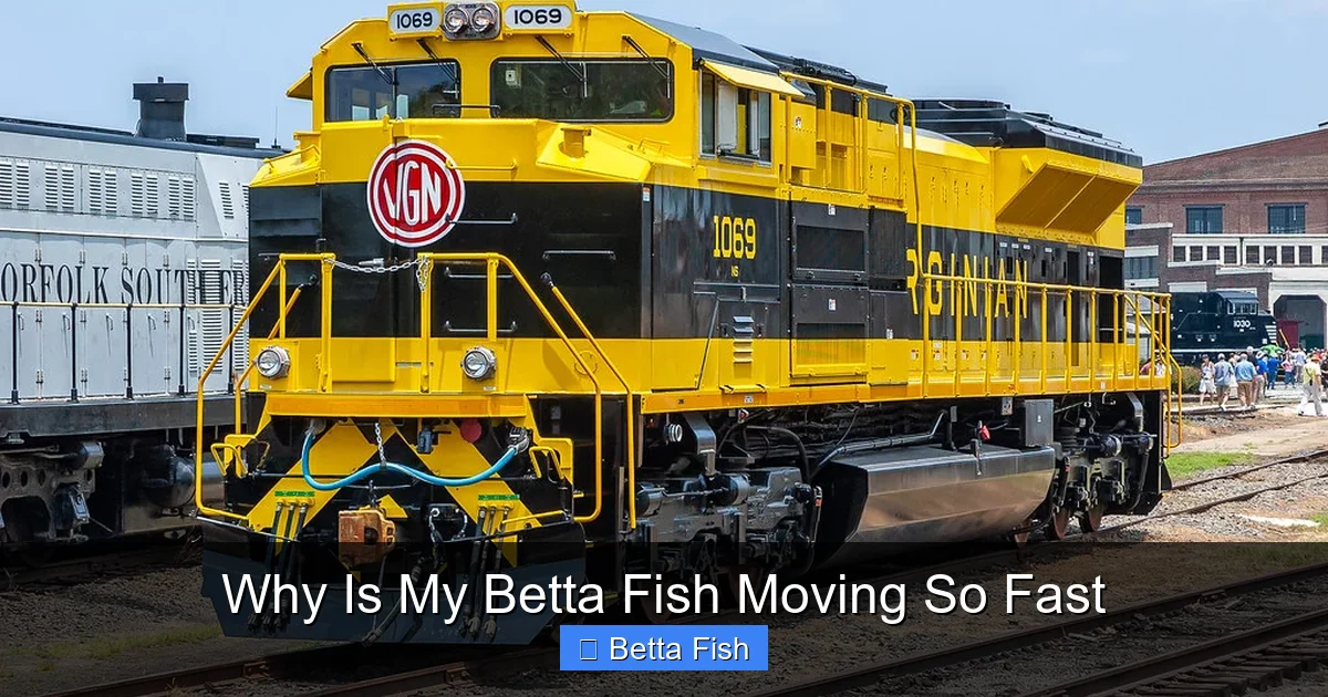 Why Is My Betta Fish Moving So Fast