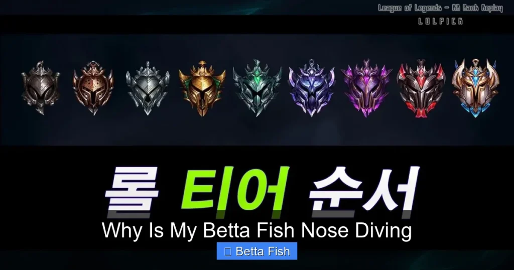 Why Is My Betta Fish Nose Diving