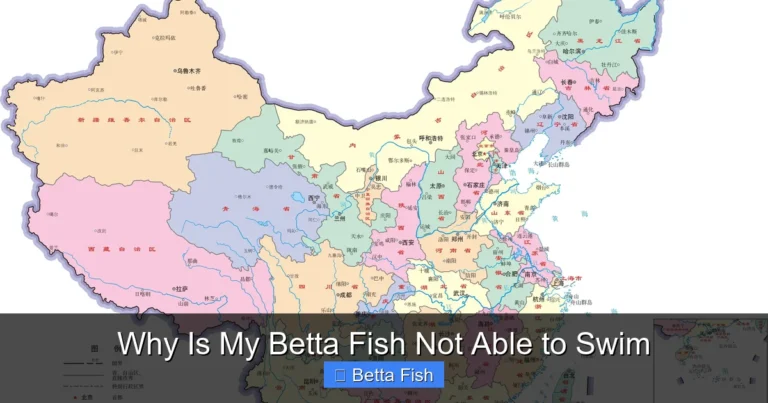 Why Is My Betta Fish Not Able to Swim