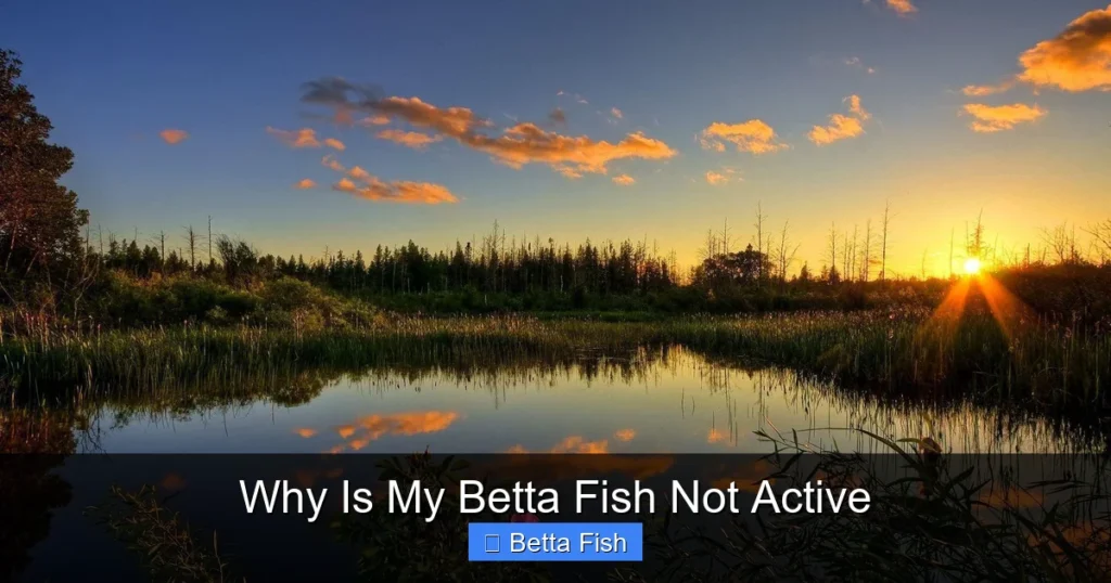 Why Is My Betta Fish Not Active