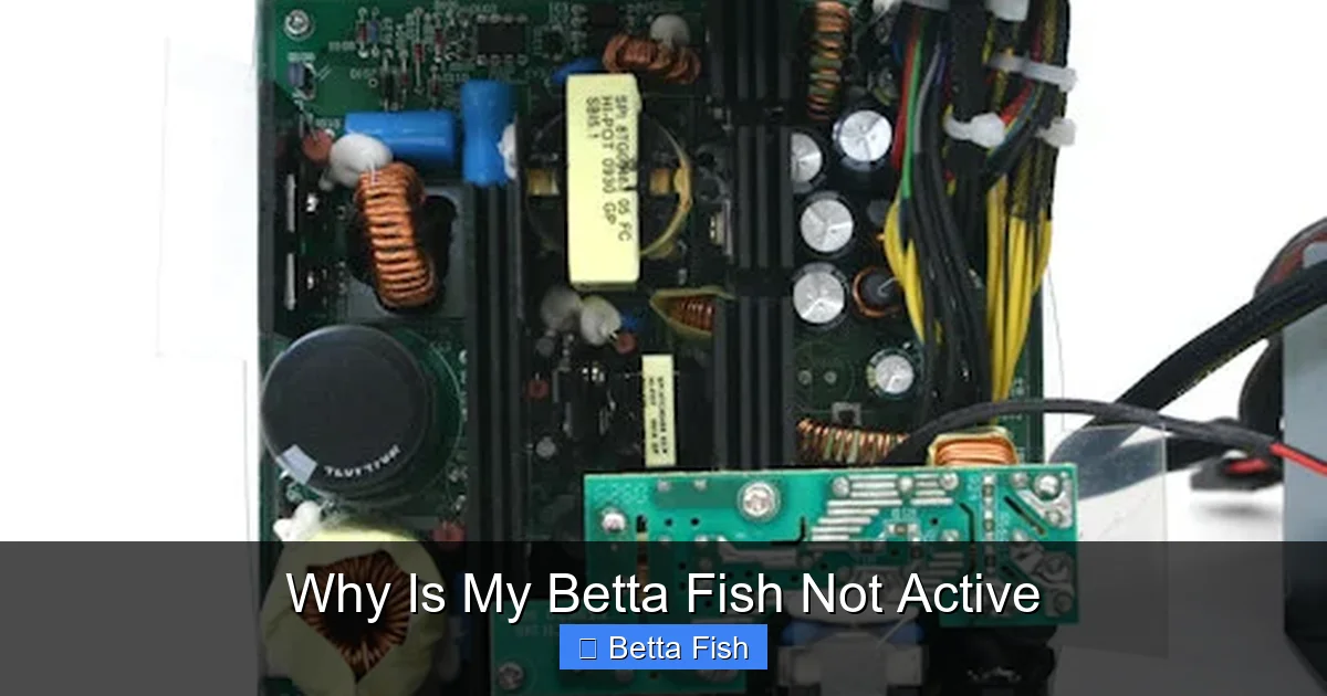 Why Is My Betta Fish Not Active