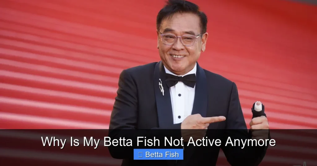 Why Is My Betta Fish Not Active Anymore