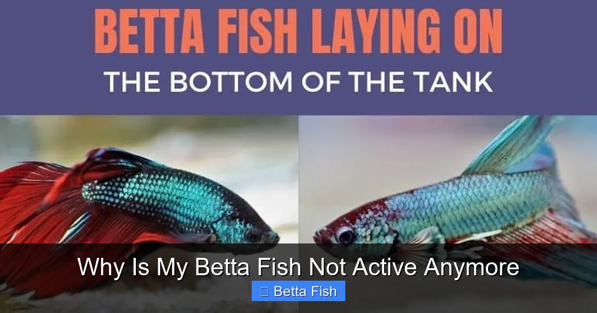 Why Is My Betta Fish Not Active Anymore