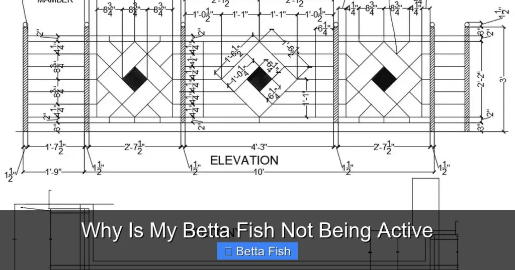 Why Is My Betta Fish Not Being Active