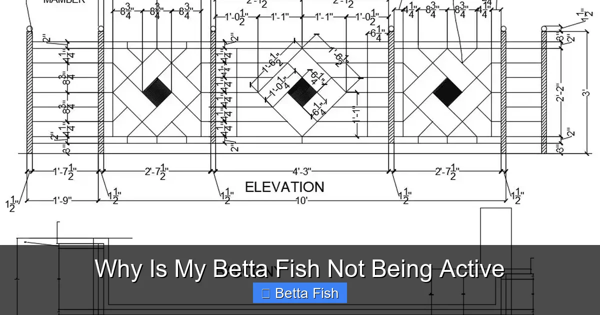 Why Is My Betta Fish Not Being Active