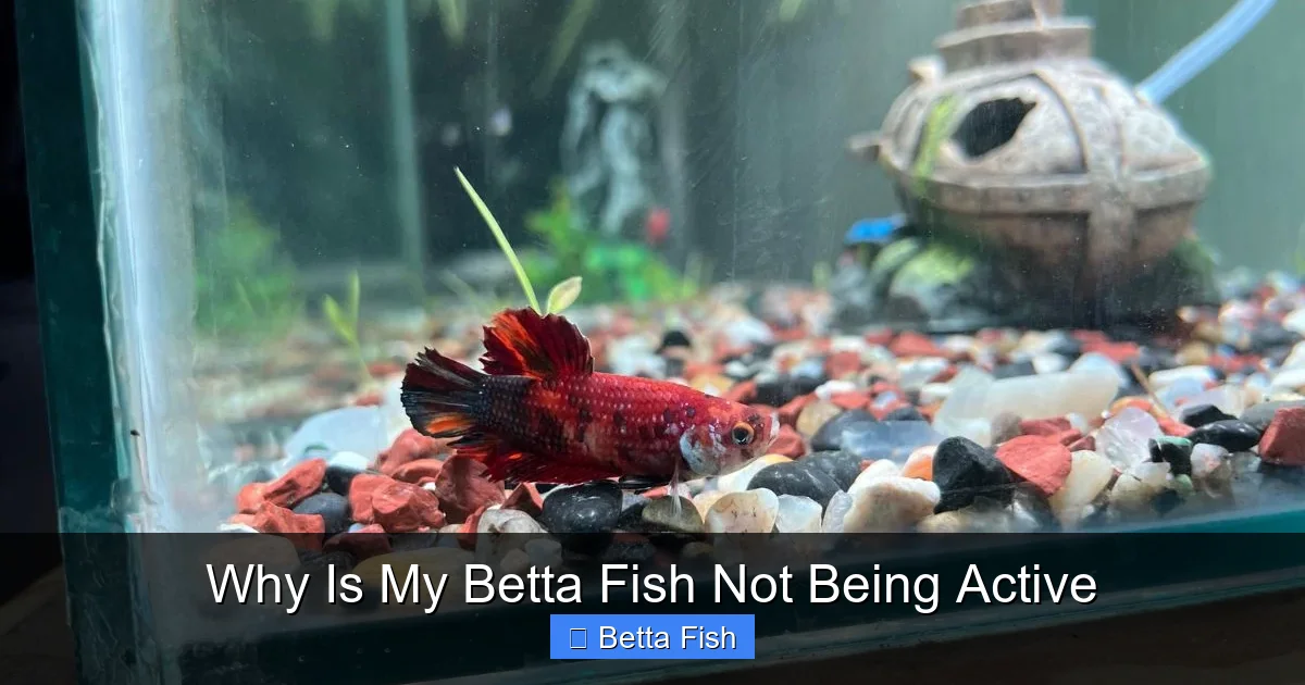 Why Is My Betta Fish Not Being Active