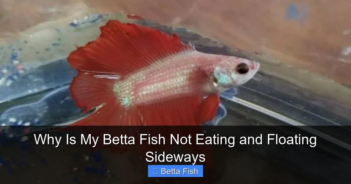Why Is My Betta Fish Not Eating and Floating Sideways