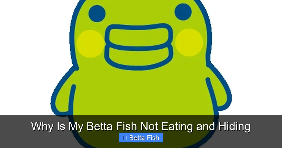 Why Is My Betta Fish Not Eating and Hiding