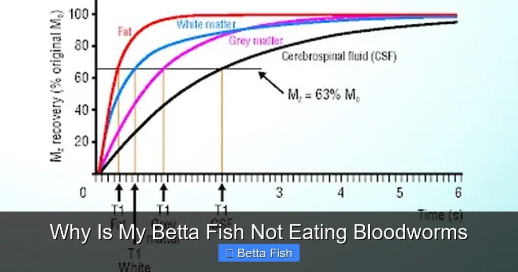 Why Is My Betta Fish Not Eating Bloodworms