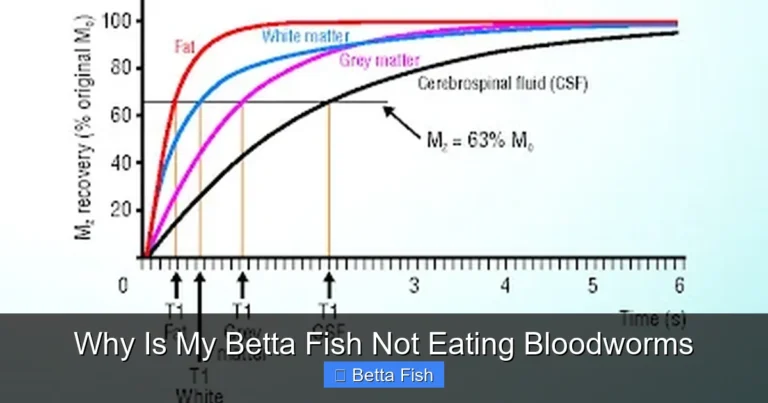 Why Is My Betta Fish Not Eating Bloodworms