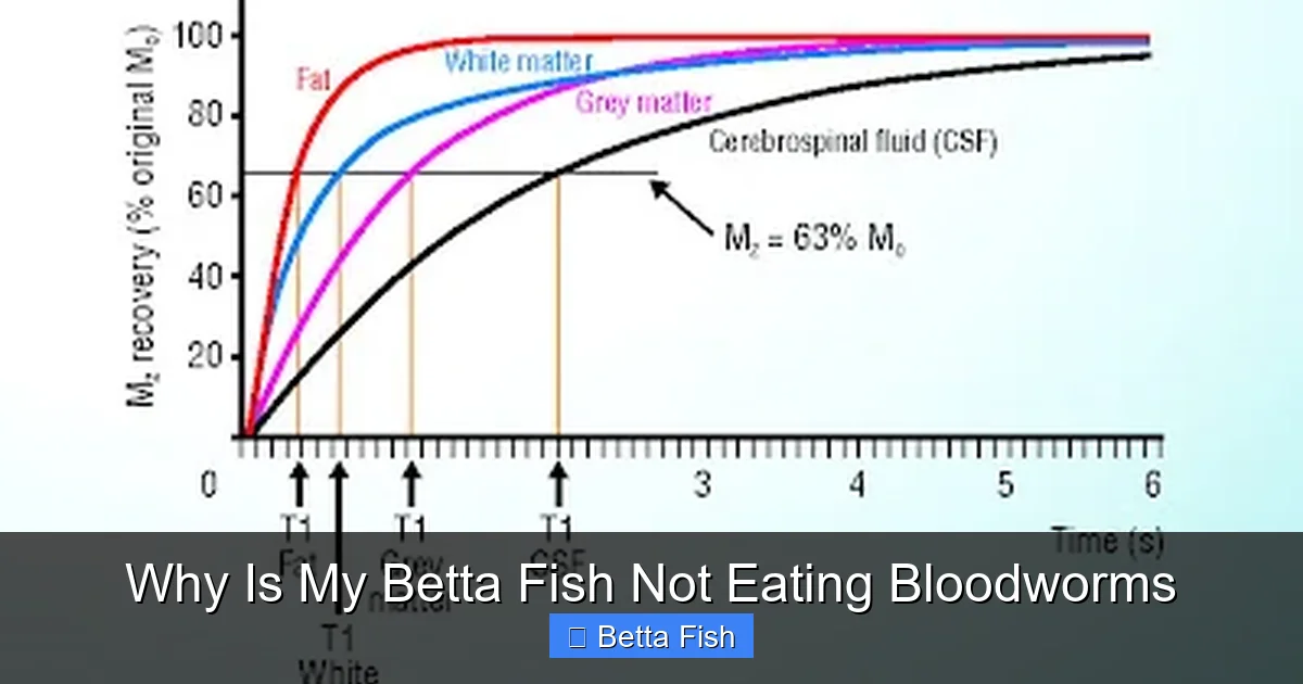 Why Is My Betta Fish Not Eating Bloodworms