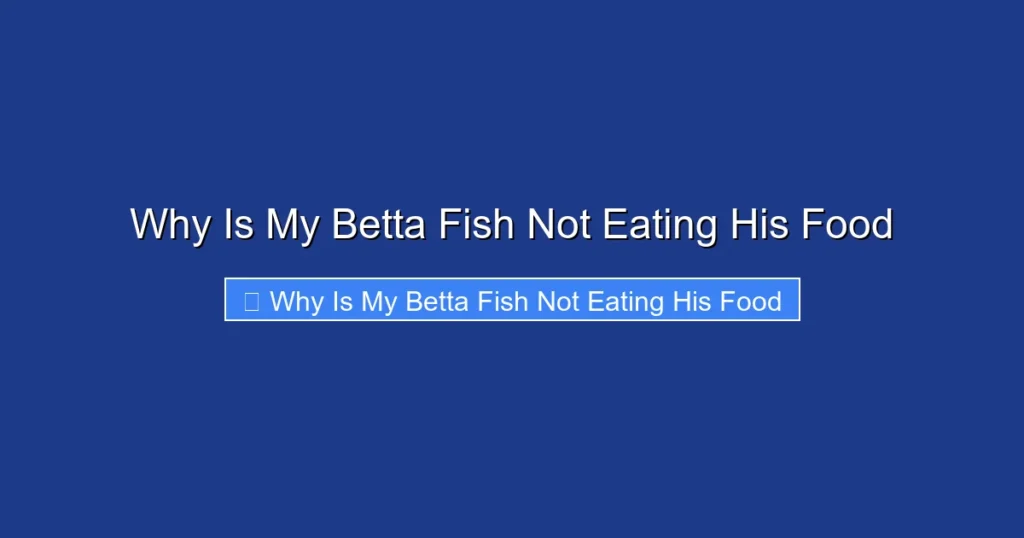 Why Is My Betta Fish Not Eating His Food