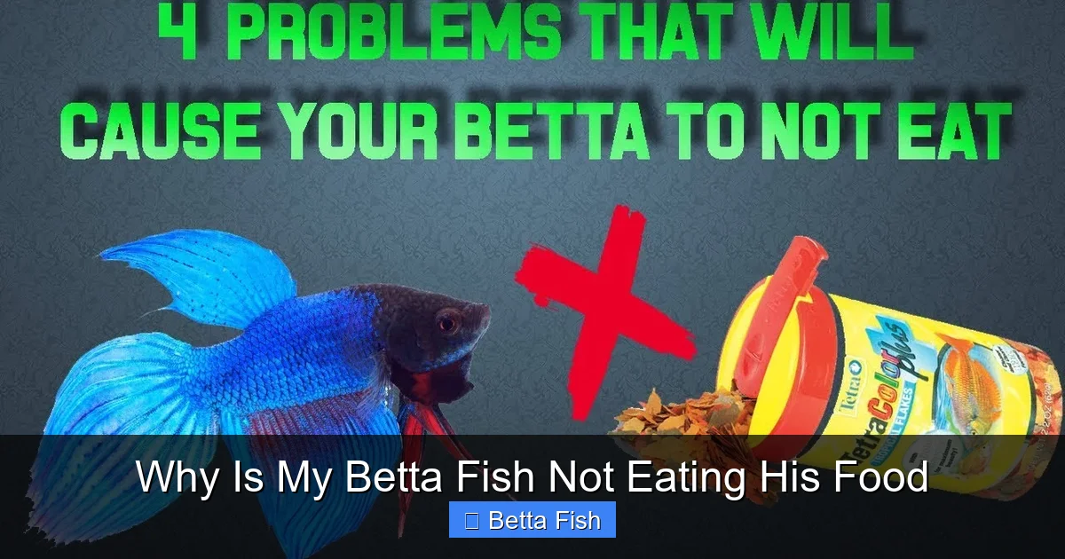 Why Is My Betta Fish Not Eating His Food