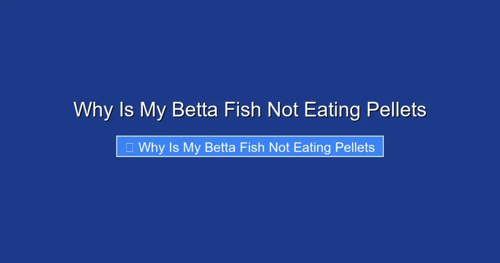 Why Is My Betta Fish Not Eating Pellets