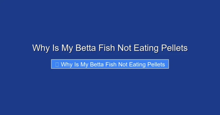 Why Is My Betta Fish Not Eating Pellets