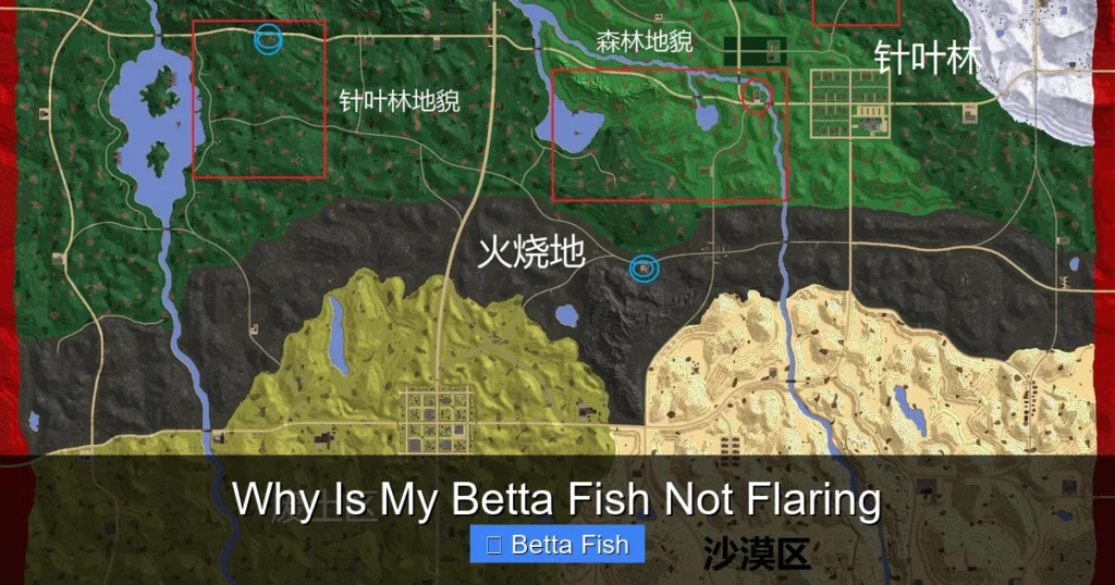 Why Is My Betta Fish Not Flaring