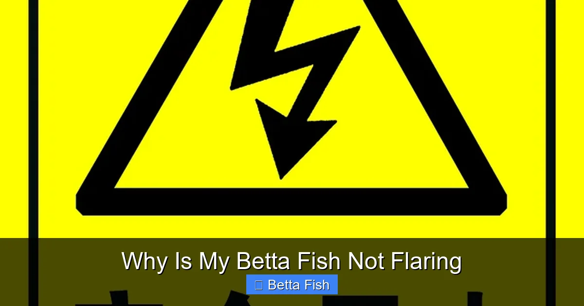 Why Is My Betta Fish Not Flaring