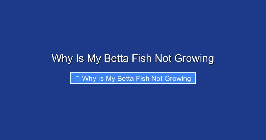 Why Is My Betta Fish Not Growing