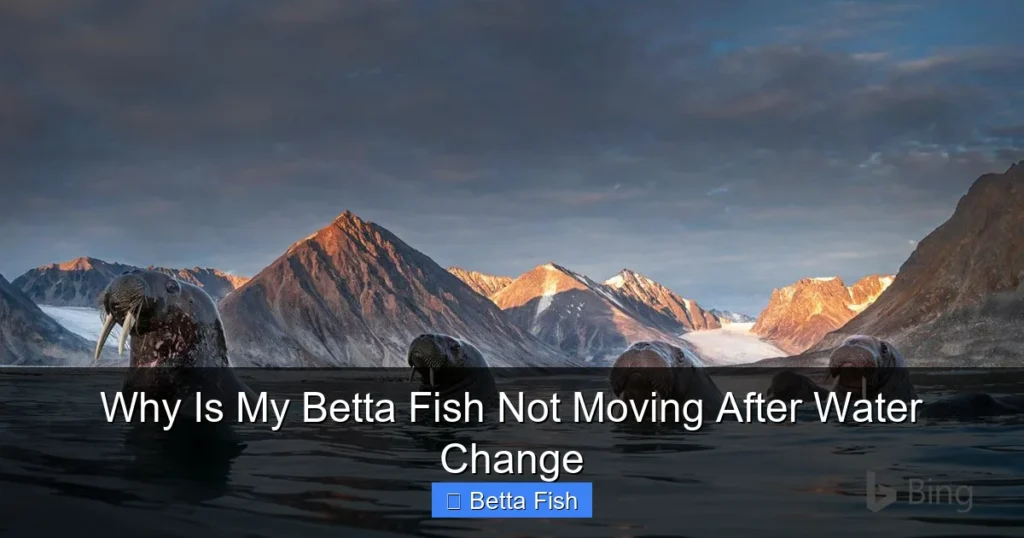 Why Is My Betta Fish Not Moving After Water Change