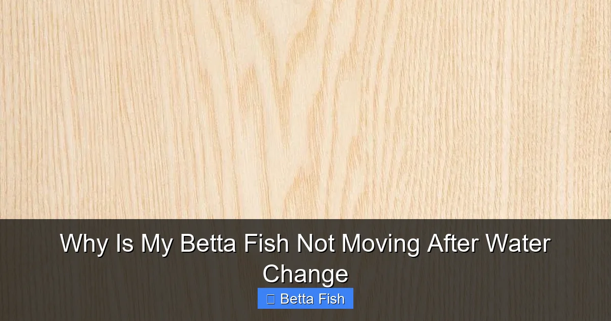 Why Is My Betta Fish Not Moving After Water Change