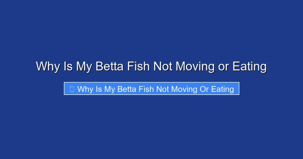 Why Is My Betta Fish Not Moving or Eating