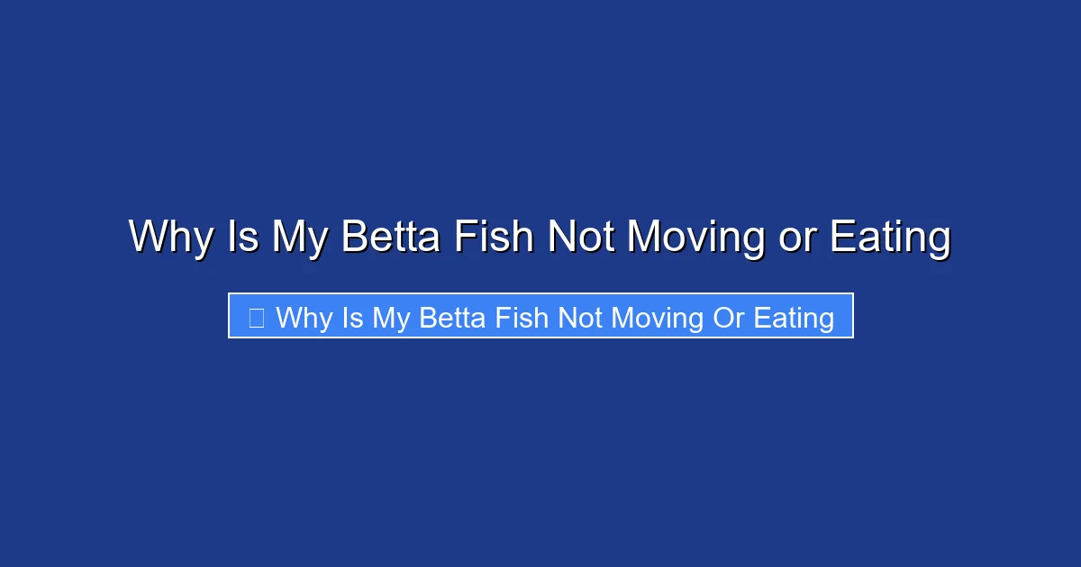 Why Is My Betta Fish Not Moving or Eating