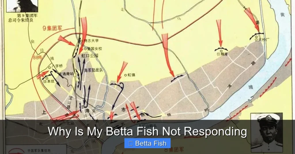 Why Is My Betta Fish Not Responding