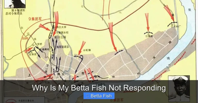 Why Is My Betta Fish Not Responding