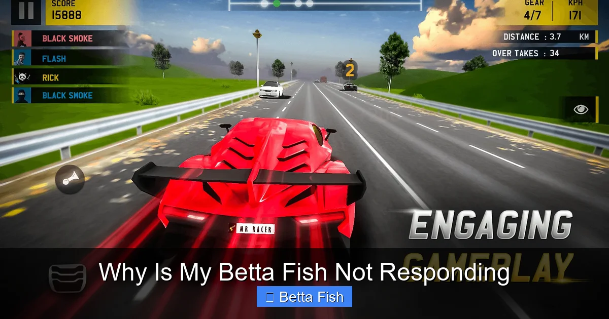 Why Is My Betta Fish Not Responding