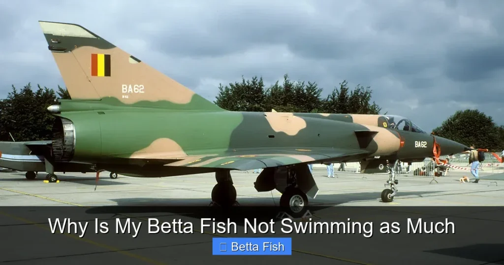 Why Is My Betta Fish Not Swimming as Much