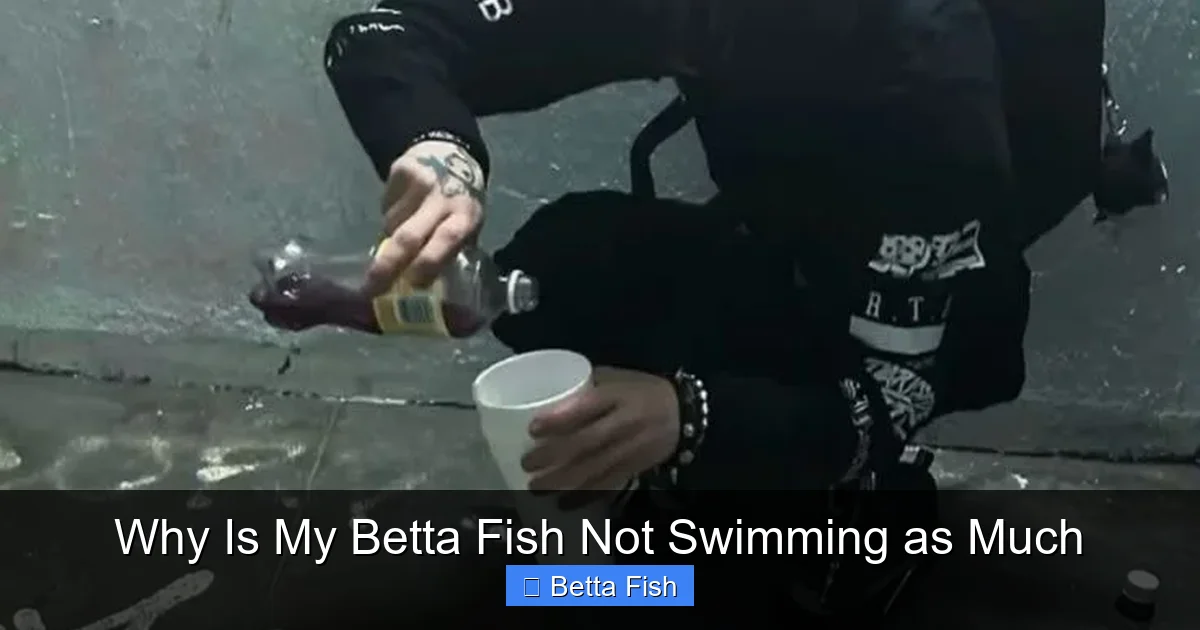 Why Is My Betta Fish Not Swimming as Much