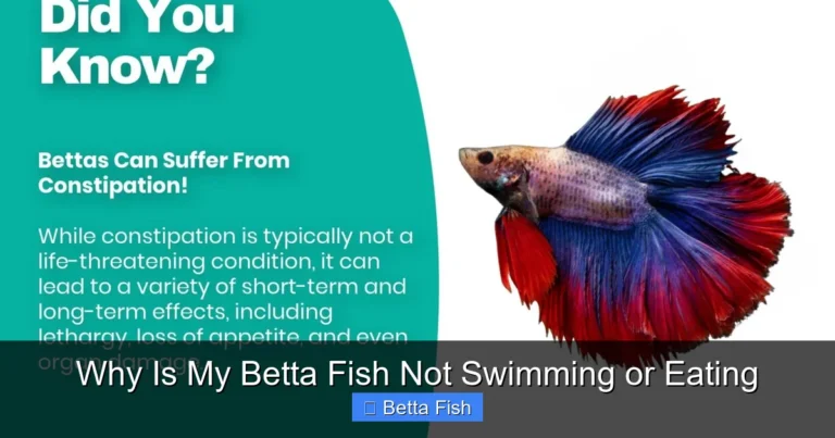 Why Is My Betta Fish Not Swimming or Eating