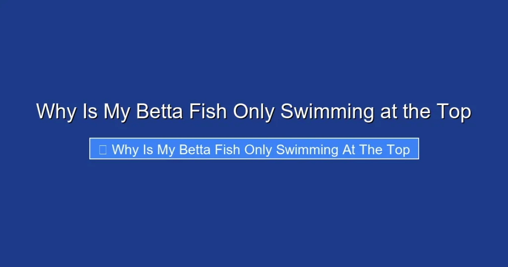 Why Is My Betta Fish Only Swimming at the Top