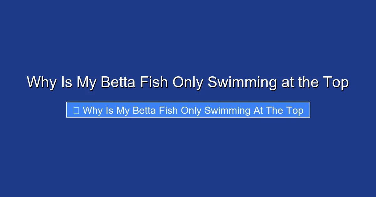 Why Is My Betta Fish Only Swimming at the Top