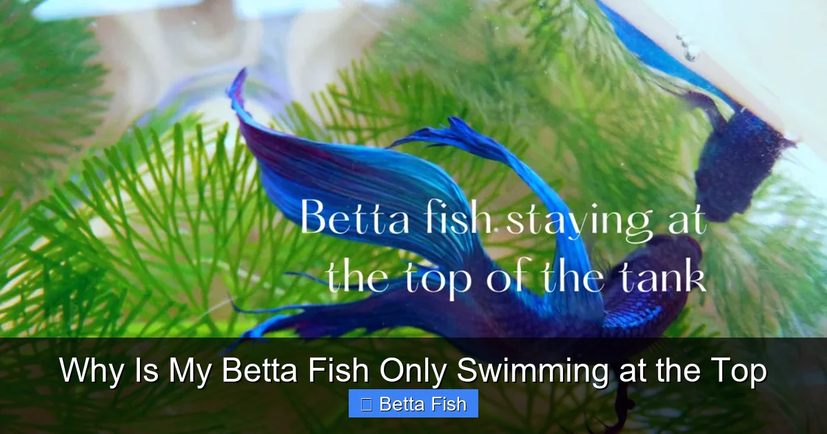 Why Is My Betta Fish Only Swimming at the Top